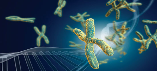 cromossomos e dna