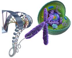 bio12
