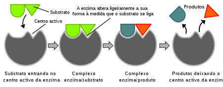 bio4