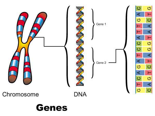 bio7
